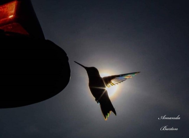 Image of Ruby-Throated Hummingbird Wings by Amanda Burton from Paducah